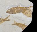 Knightia Fossil Fish Mortality Plate- Wyoming #63976-2
